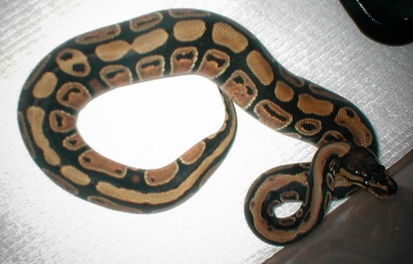 ball female