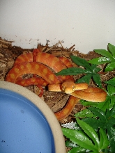male ATB