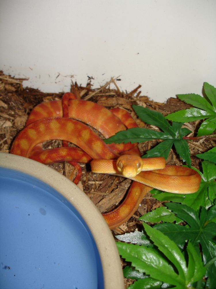 male ATB