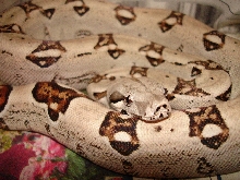 Columbian with a white highlight