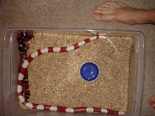 48"   Albino Nelsoni