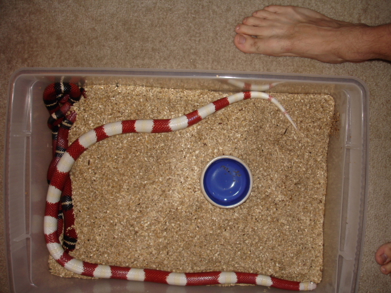 48"   Albino Nelsoni