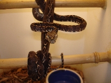 Female ATB