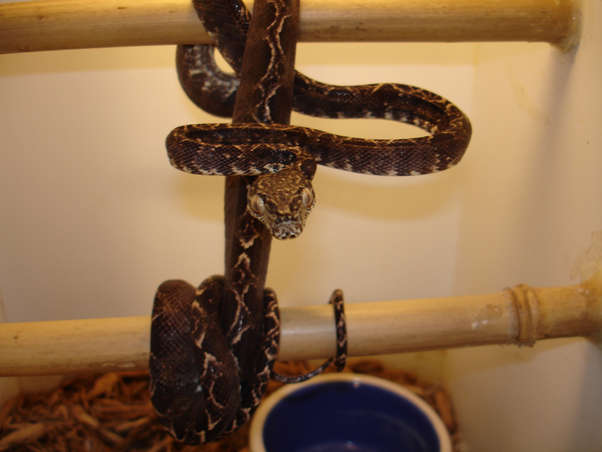 Female ATB
