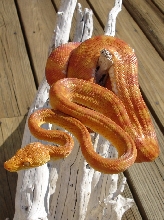 Orange/Red  male ATB