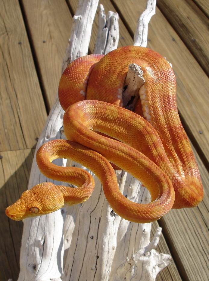 Orange/Red  male ATB