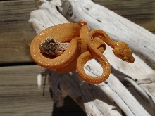 Orange male ATB