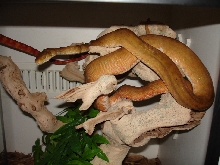 Yellow and orange female