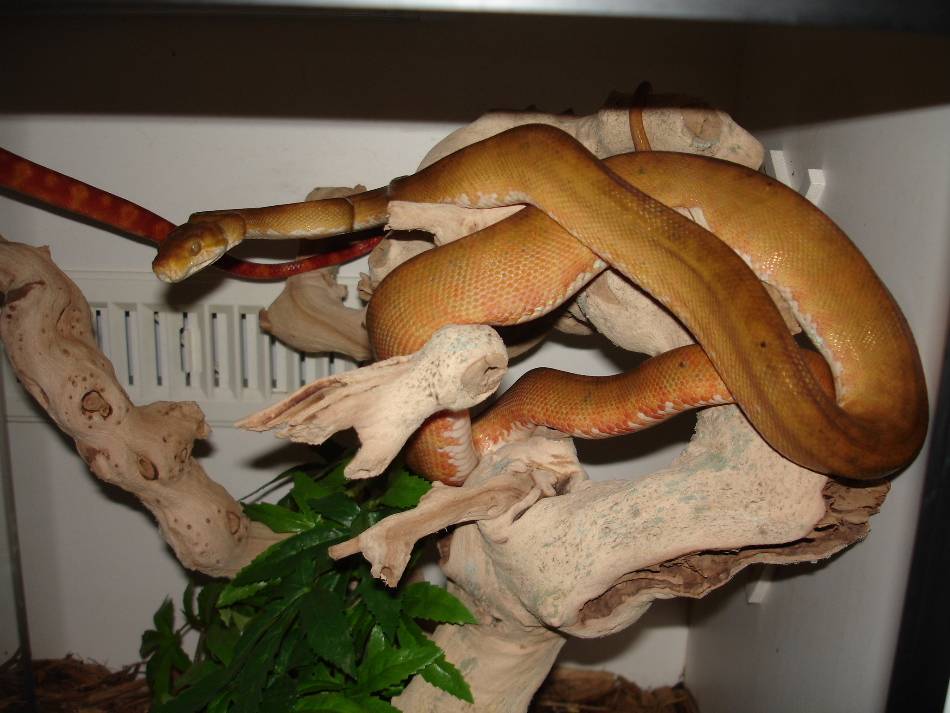 Yellow and orange female