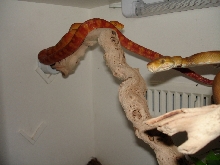 Screamer male ATB