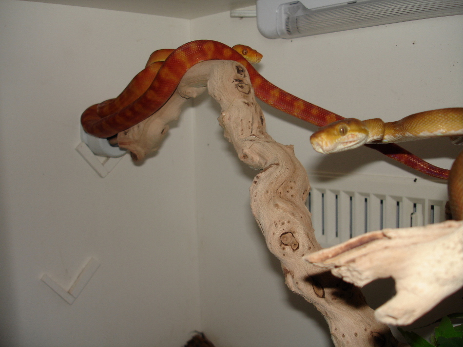 Screamer male ATB