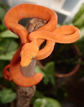 Sunfire