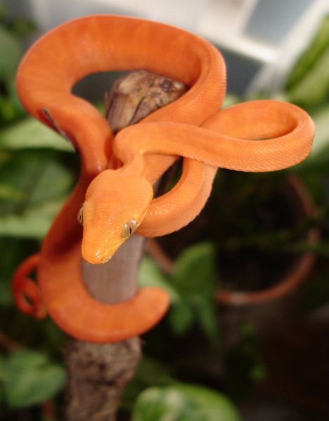 Sunfire