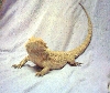 " Calypso " My Hypo Orange x Yellow/Orange Female Breeder
