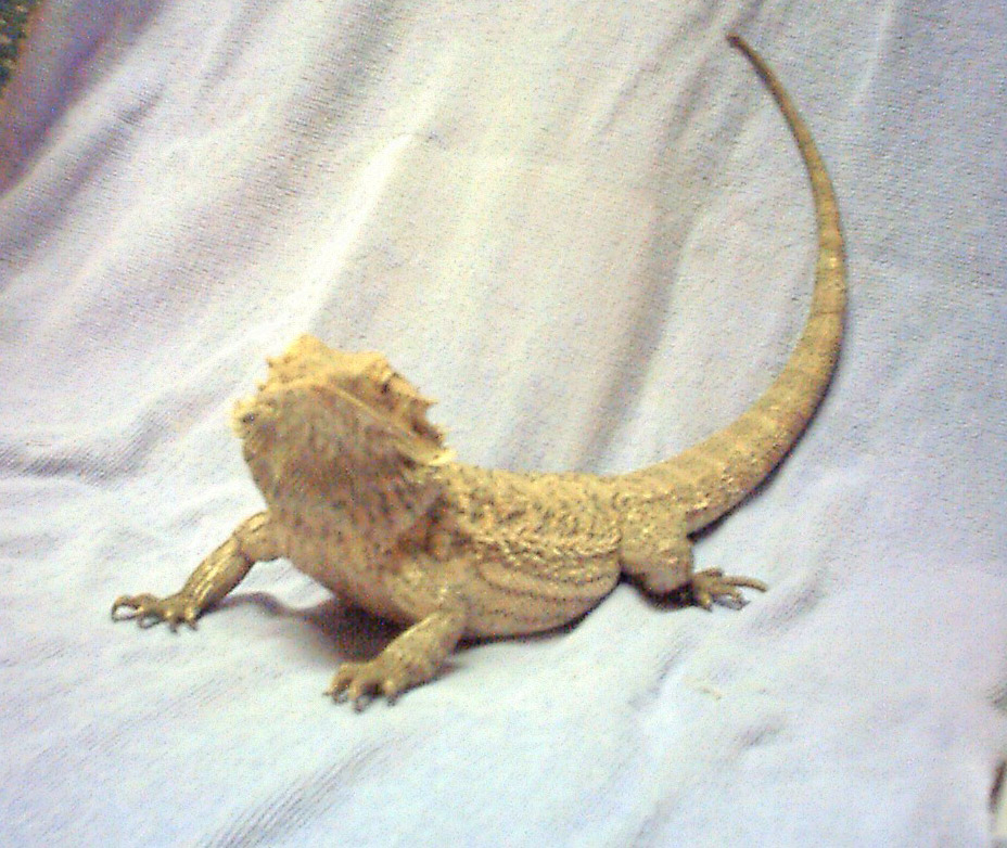 " Calypso " My Hypo Orange x Yellow/Orange Female Breeder