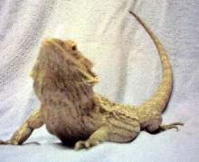 Another Pic Of Calypso