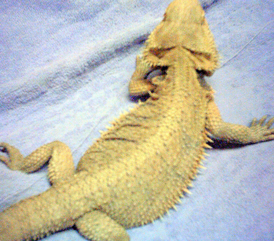 " Crystal " My Hypo Snow x Gold German Giant HET For Lemon Head F