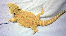 " Peaches " My Red Flame x Hypo Red Female Future Breeder