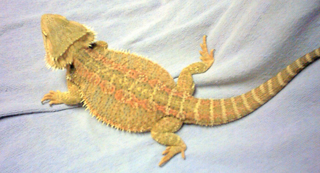 " Peaches " My Red Flame x Hypo Red Female Future Breeder