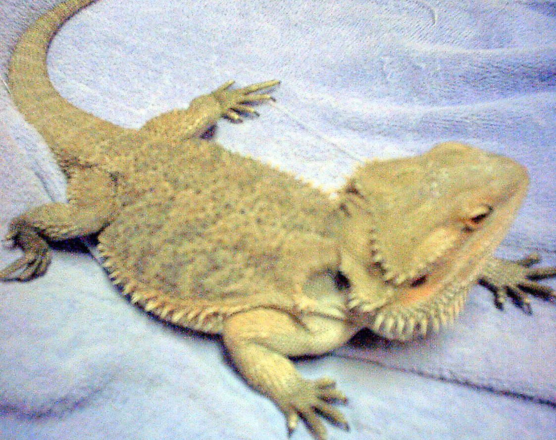 " Puff " My Red Flame x SF Red x Sandfire x Red-Gold Male Breeder