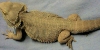 " Reno " My SF Red Male Breeder