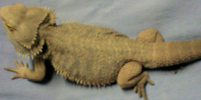 " Reno " My SF Red Male Breeder