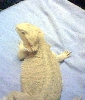 " Scarlet " My Blood Red x SF Red Female Breeder