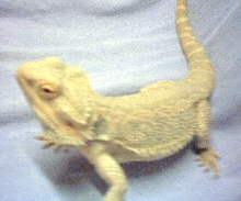 " Saber " My Hypo Snow Male Breeder