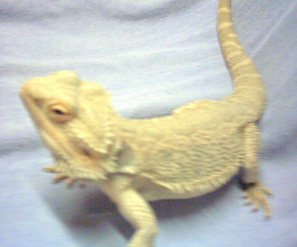 " Saber " My Hypo Snow Male Breeder