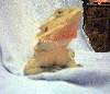 " Saharah " My Blood Red x Leucistic x Hypo Orange Female Future