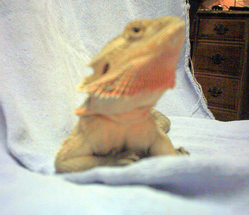 " Saharah " My Blood Red x Leucistic x Hypo Orange Female Future