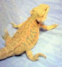 " Theo " My Other Red Flame x SF Red x Sandfire x Red-Gold Male F