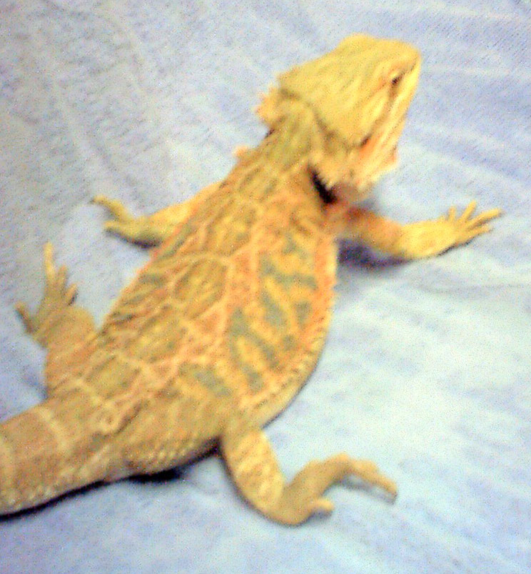 " Theo " My Other Red Flame x SF Red x Sandfire x Red-Gold Male F
