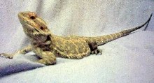 " Xena " My Other Hypo Orange x Yellow/Orange Female Future Breed