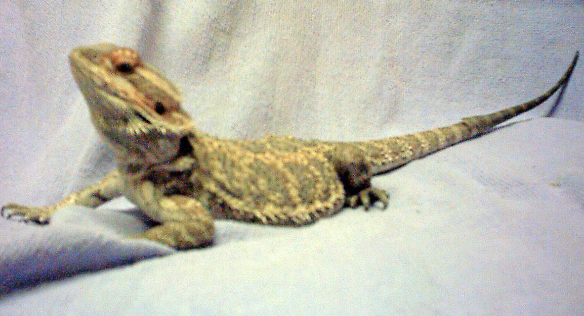 " Xena " My Other Hypo Orange x Yellow/Orange Female Future Breed