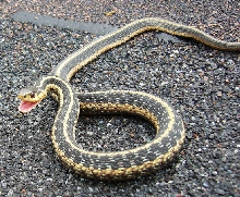 unhappy sirtalis