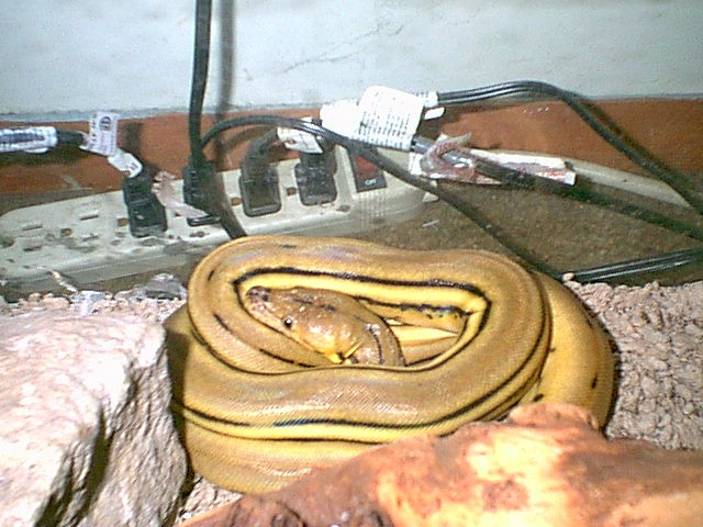 Female Super Tiger