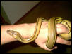 Female Super Tiger Retic