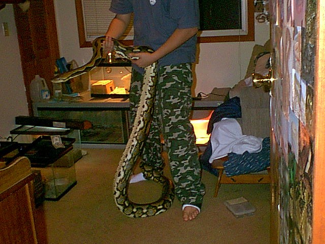 Big Tiger Retic