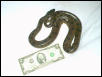 Green Anaconda