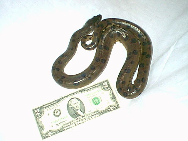 Green Anaconda