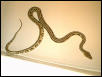 Super-Tiger Retic