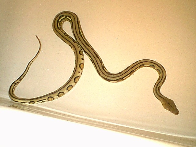 Male Super Tiger