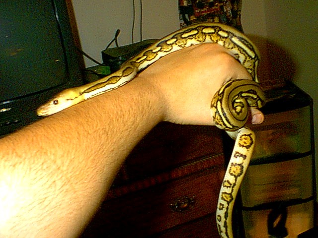 Super-Tiger Retic