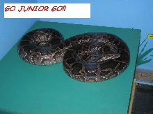 GO JUNIOR GO!!