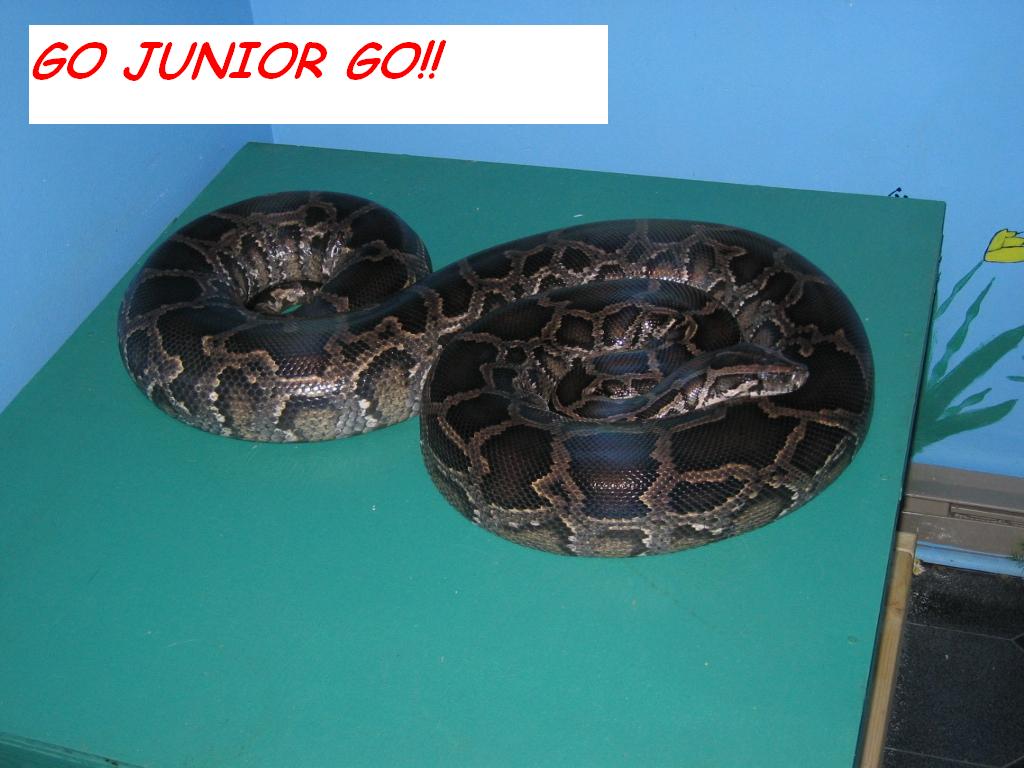 GO JUNIOR GO!!