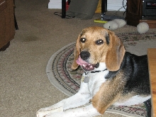 Buddy