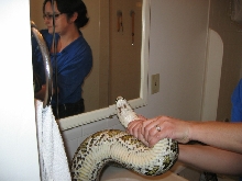 septic infection: being treated