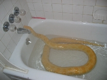 Buttons bathing