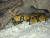 Homer Hide 2